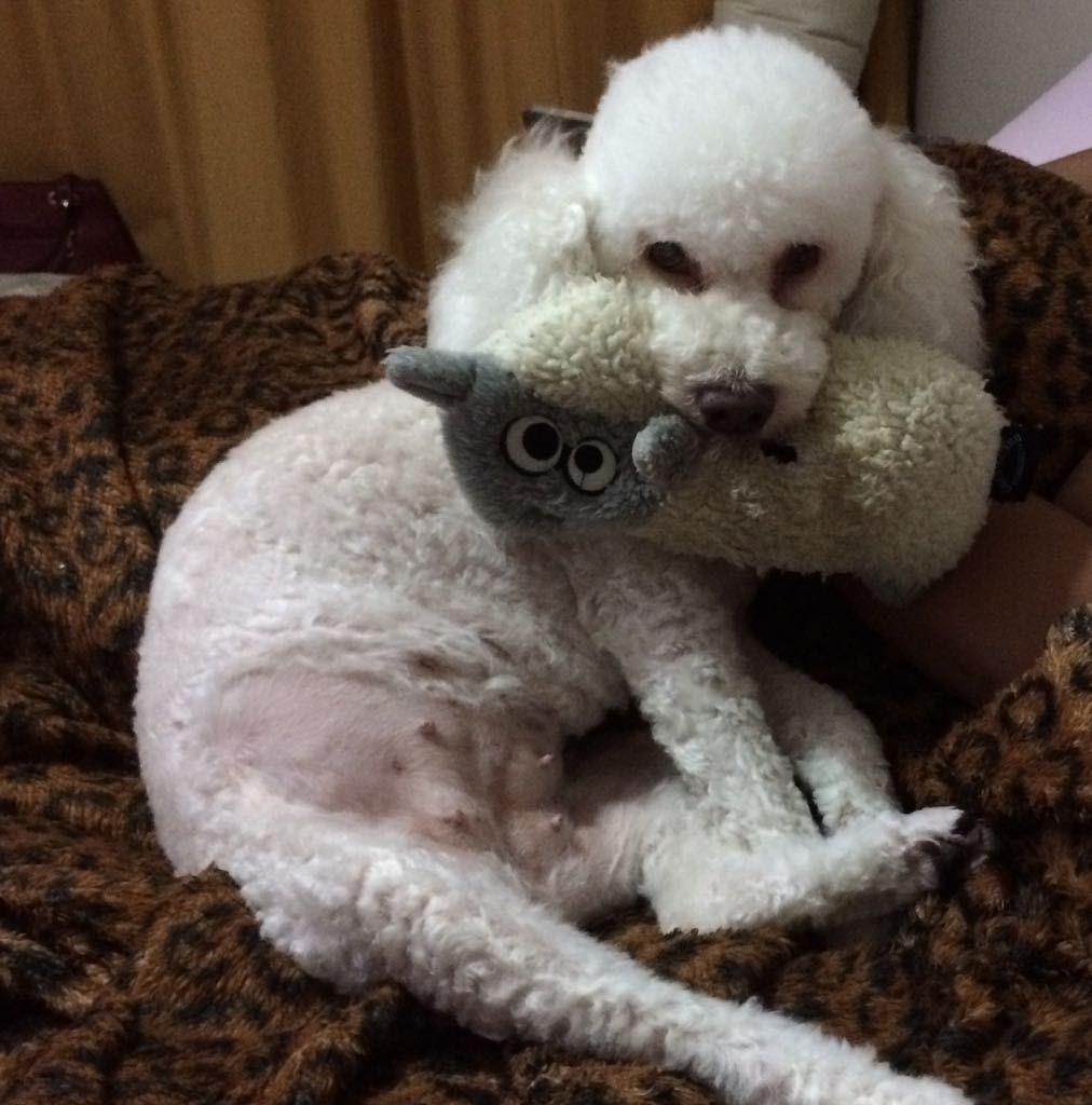 Pet Shop Bichinho Amigo