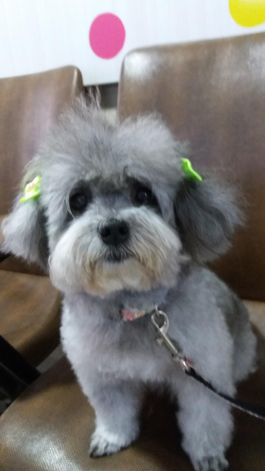 Pet Shop Hobby Bichos