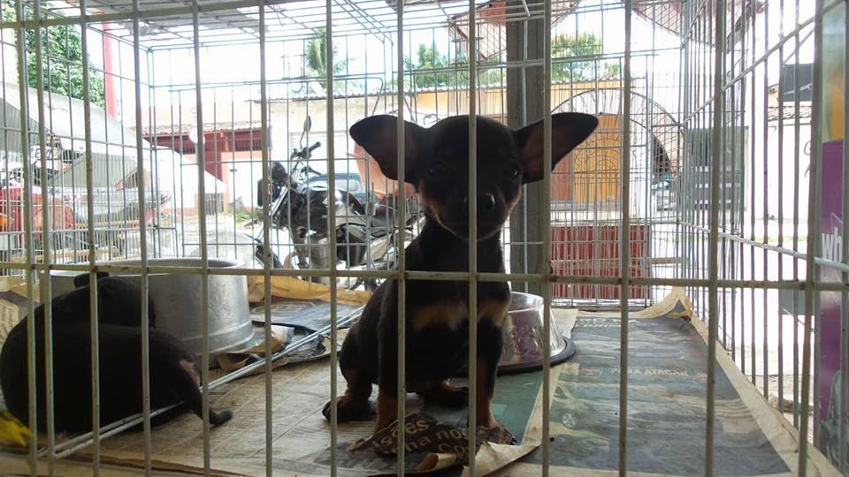 Four Paws Pet Shop - Foto 5