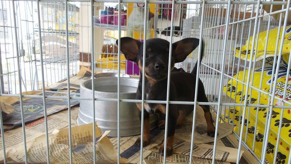 Four Paws Pet Shop - Pet Shop em João Pessoa