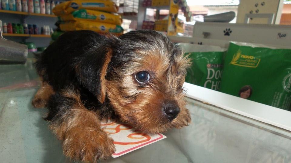 Four Paws Pet Shop - Foto 4