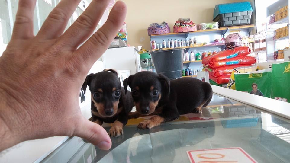 Four Paws Pet Shop - Foto 3