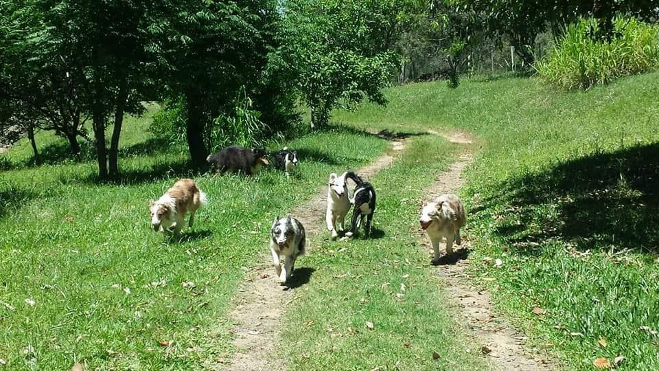 Veterinária Espaço Animal