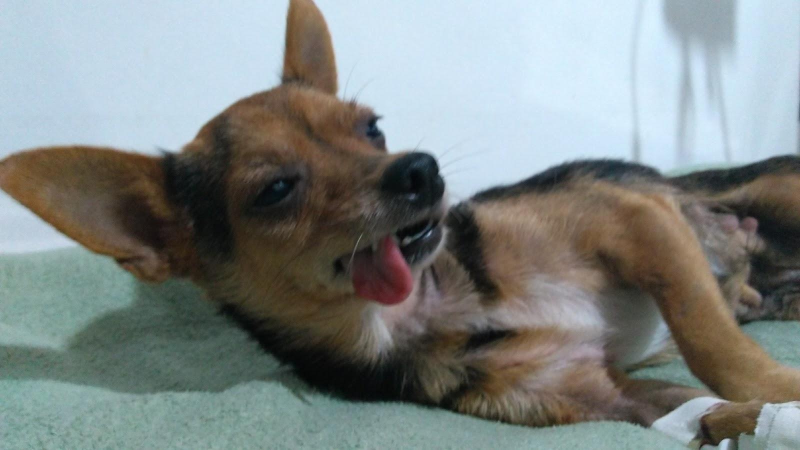 ClinPetStore - Clínica Veterinária e Pet Shop Ltda - Pet Shop em Esteio