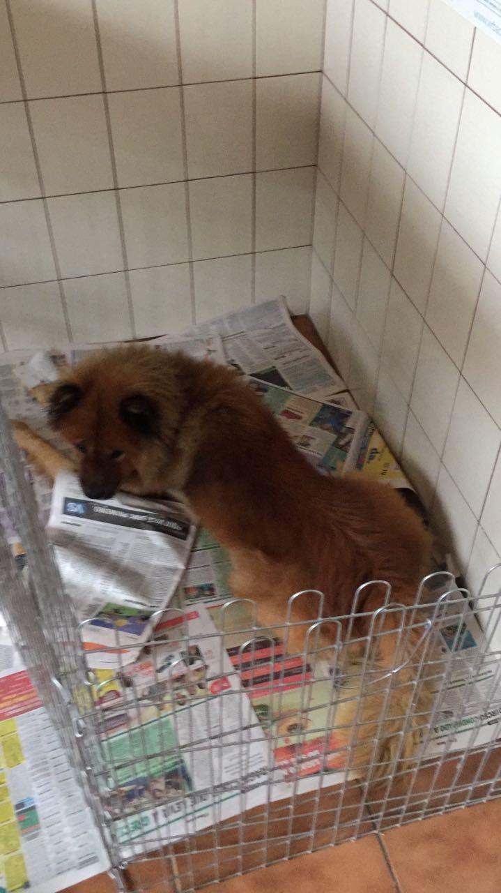 Marca Agroveterinaria