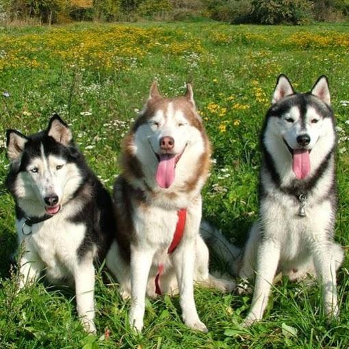 Banho e Tosa da Cris