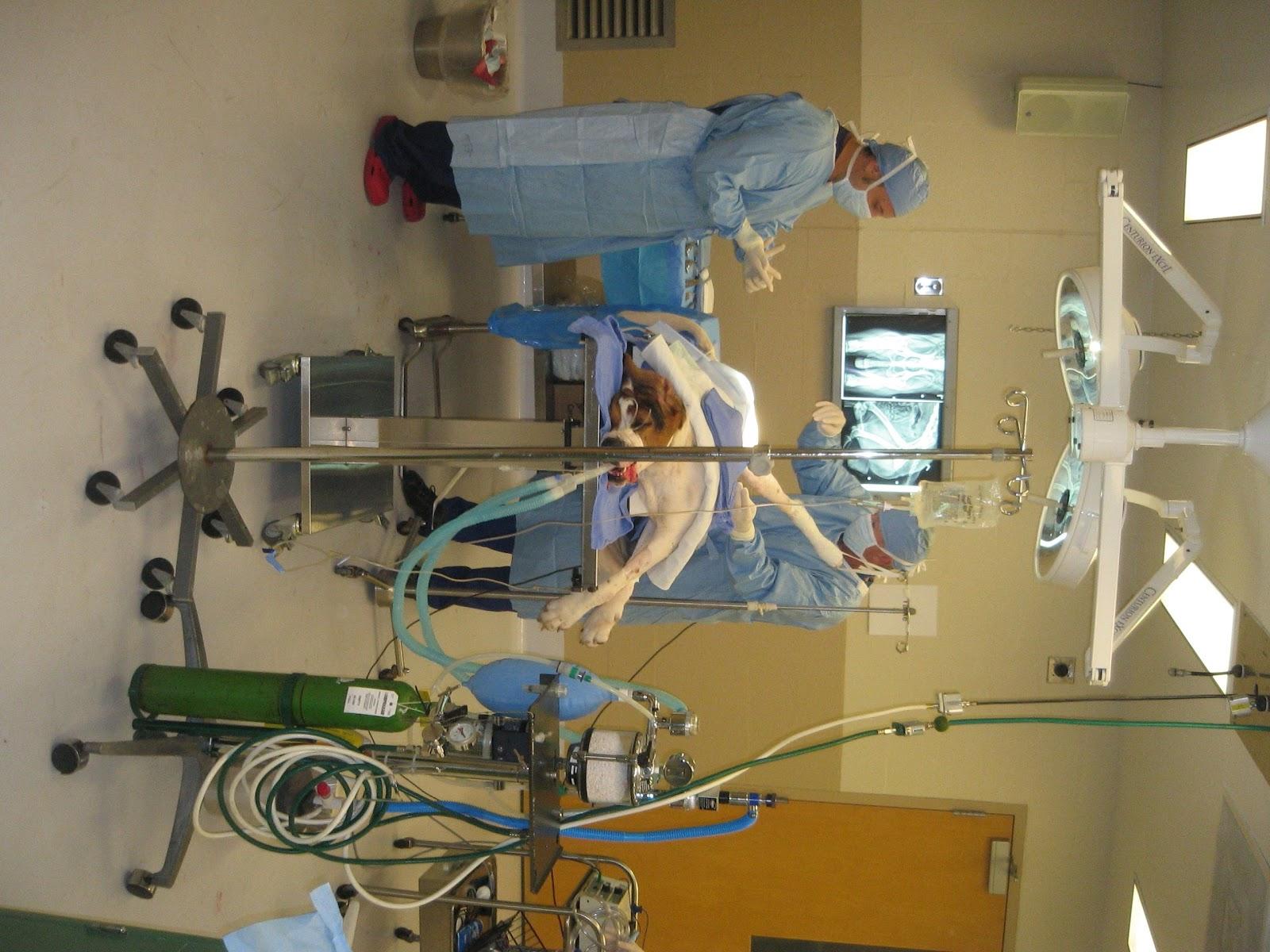 Clínica Veterinária OrtoPet