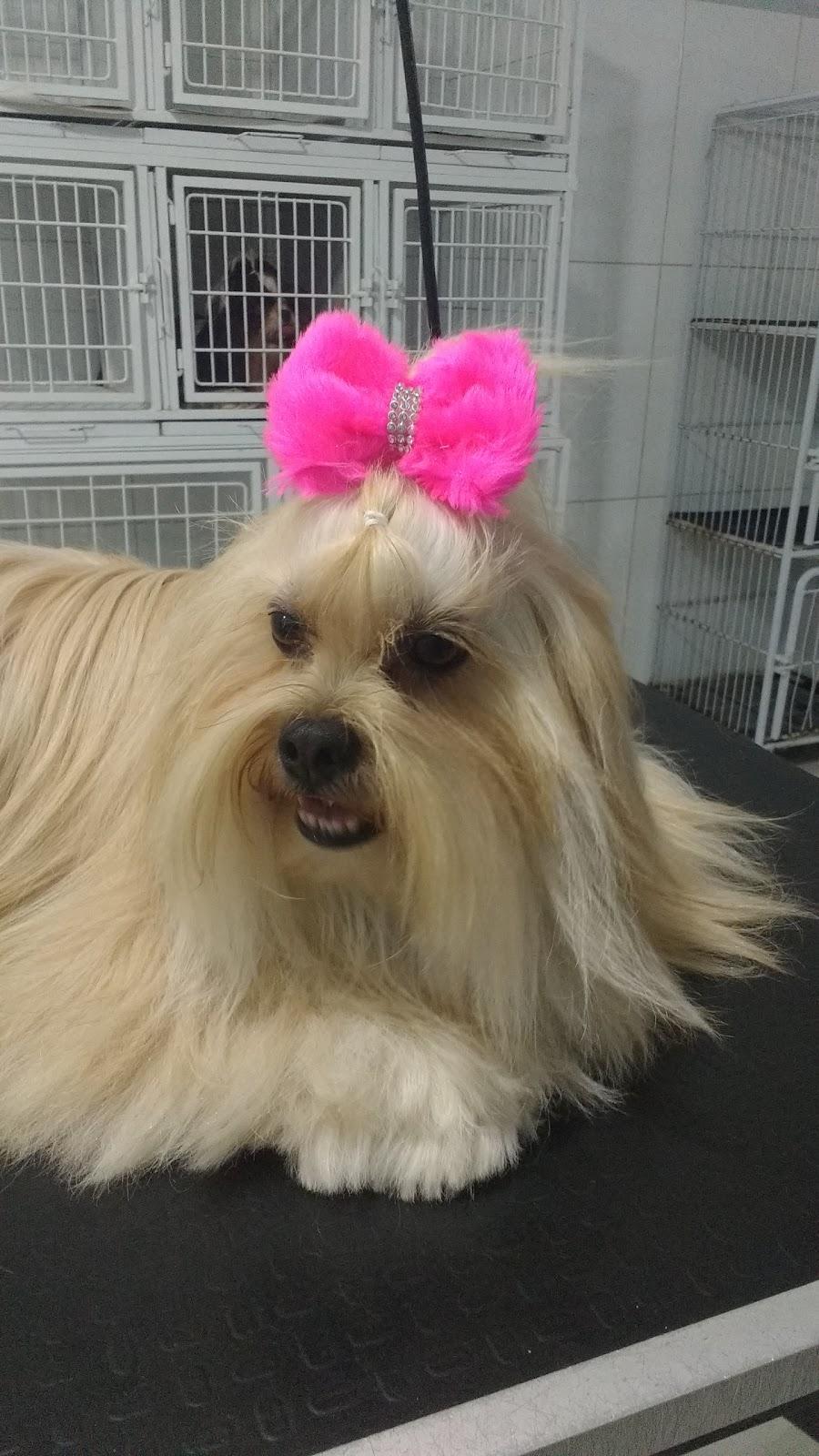 Pet Shop Amigo Bicho