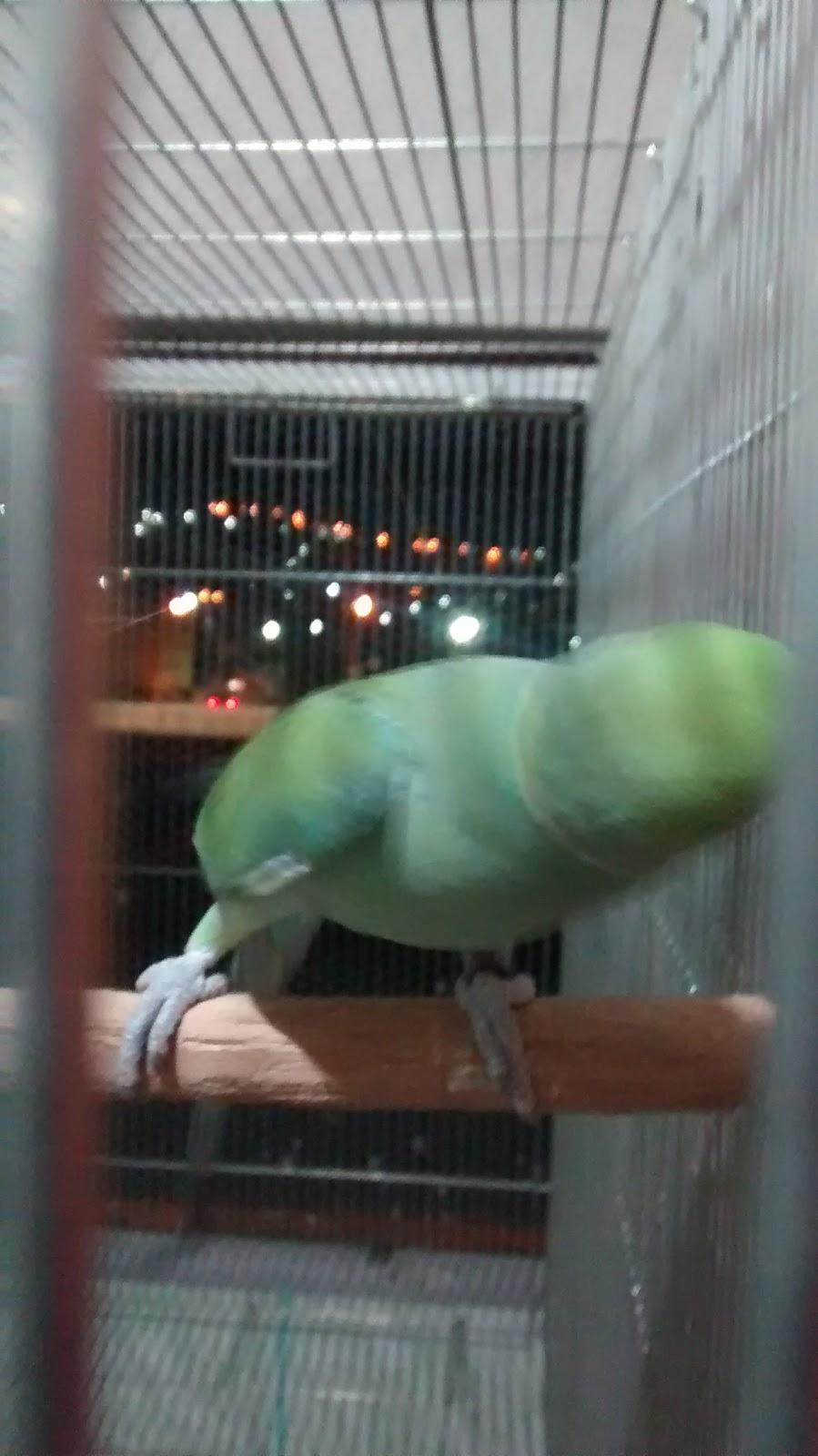 Criadouro Canto Belo