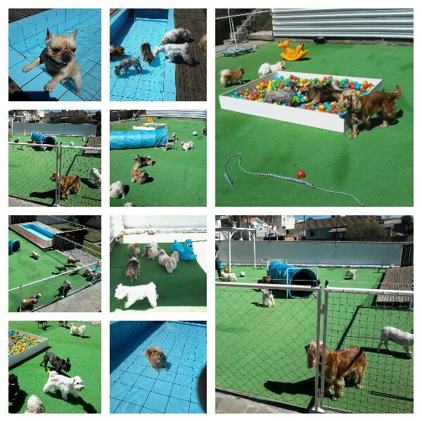 Centro Veterinario PET PLAY