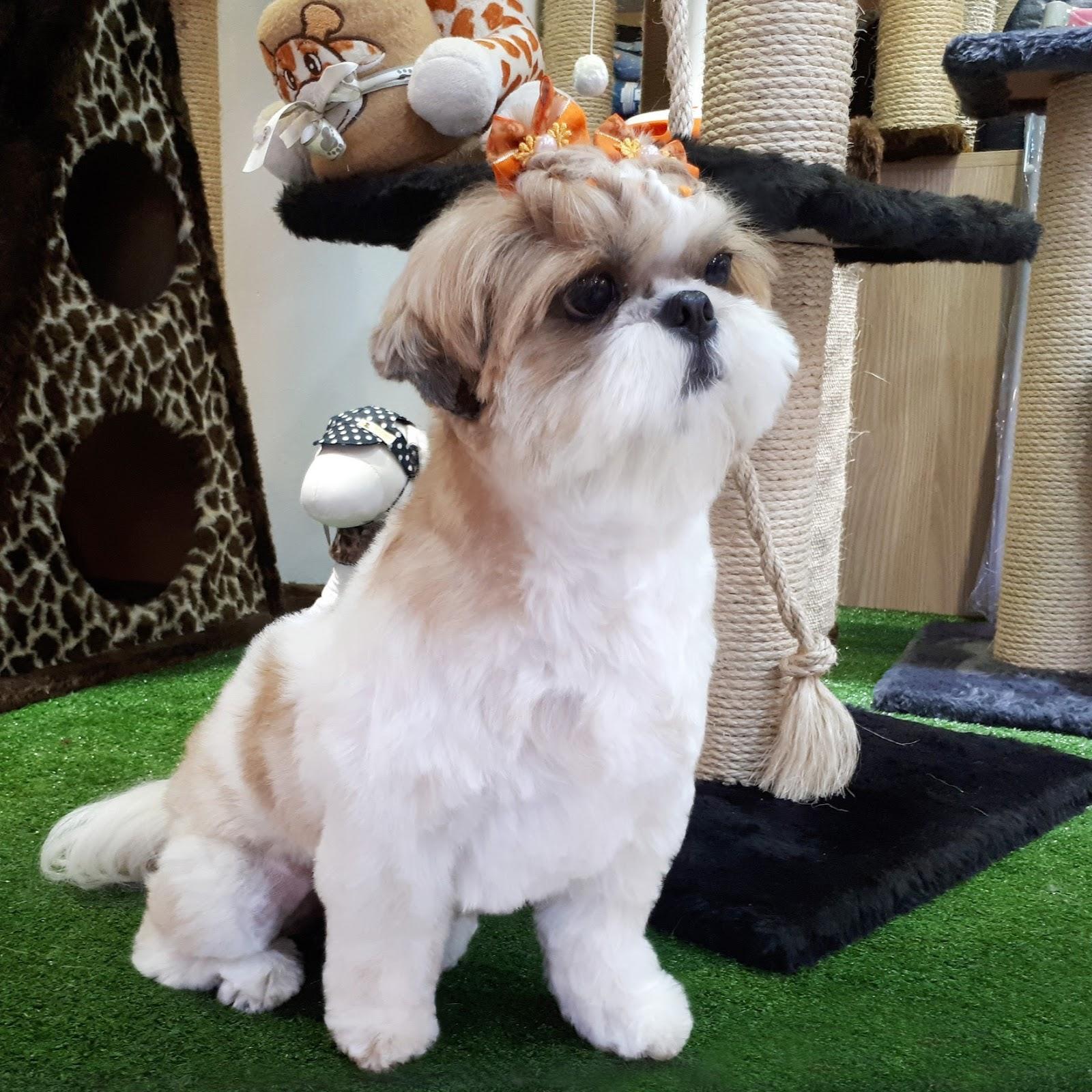 Happy Dog Veterinary and Pet Shop