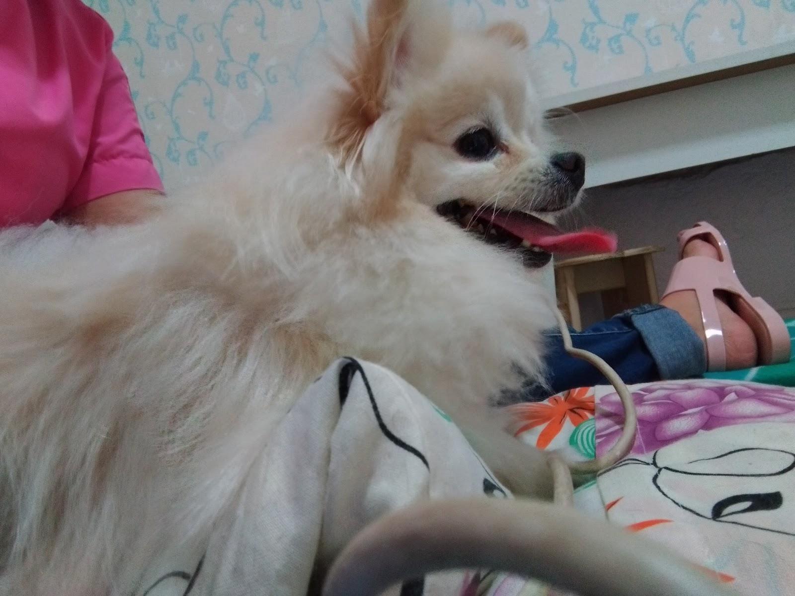 Noah Pet Spa - Foto 3