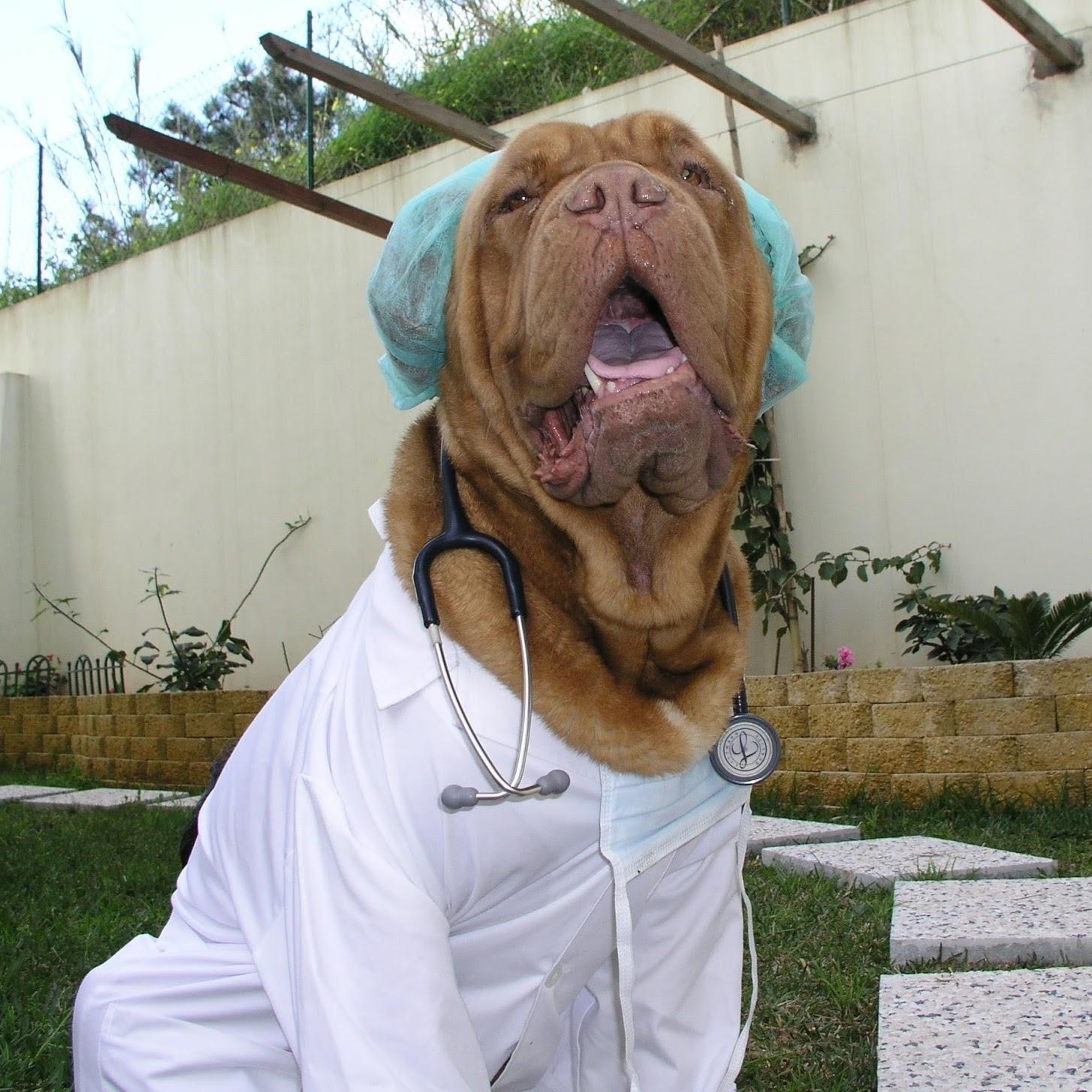 Vet Póvoa Clínica Veterinária