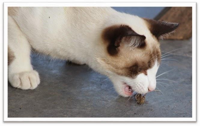 Zoosaúde - Serviços Veterinários - Pet Shop em Penela