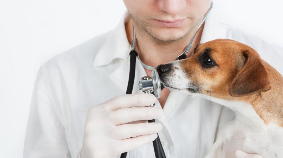 Clínica Veterinária de Oiã