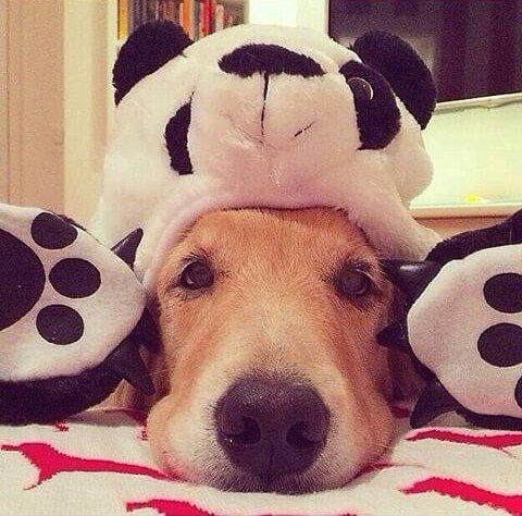 Clínica Veterinária Animal Caraguatatuba-SP