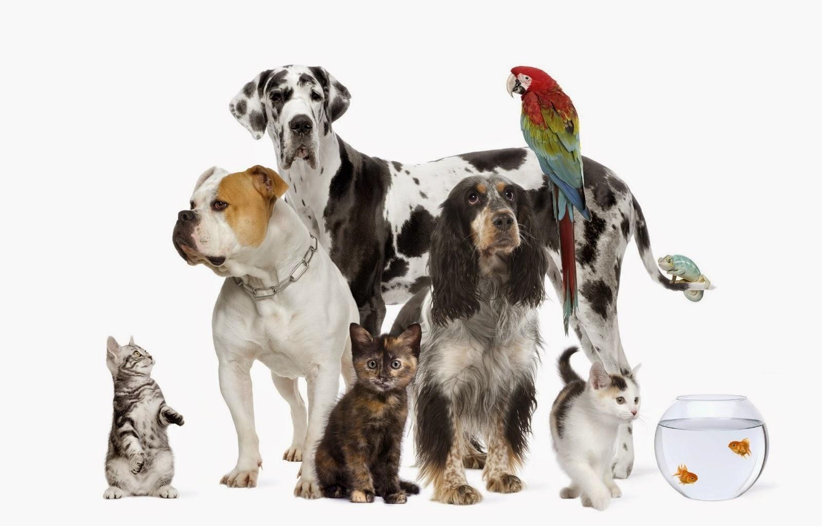 CEVET - Clínica de Especialidades Veterinárias