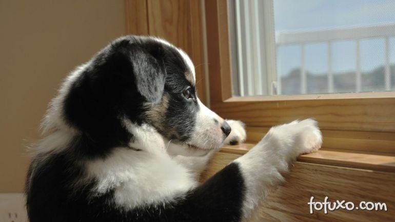 Consultório Veterinário - Dr. Arison Matos de Oliveira