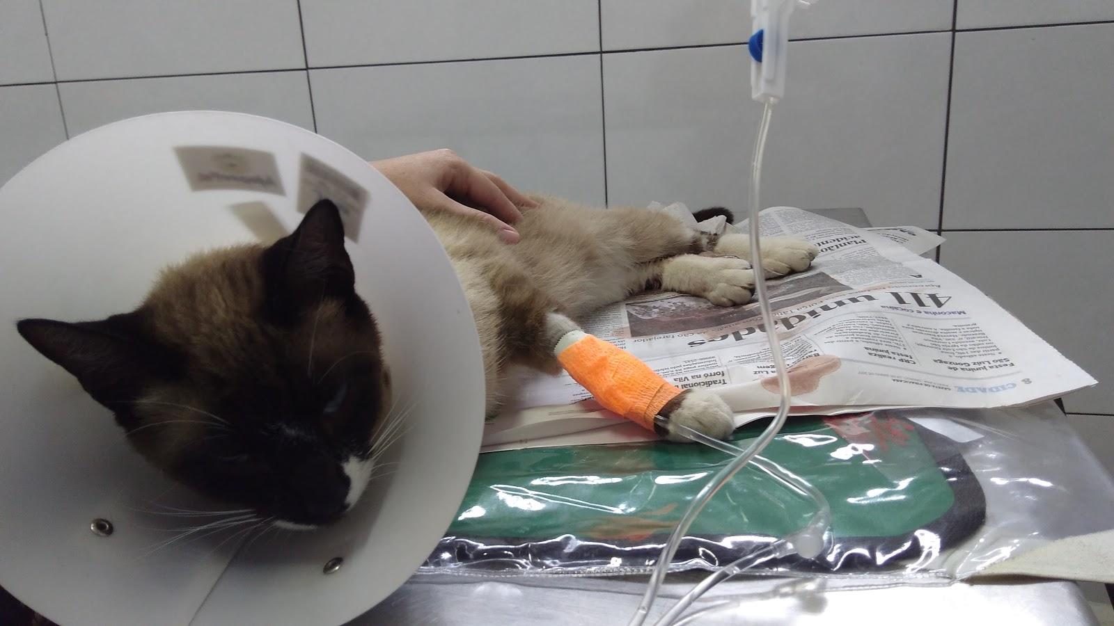 Clínica Veterinária Vida Animal