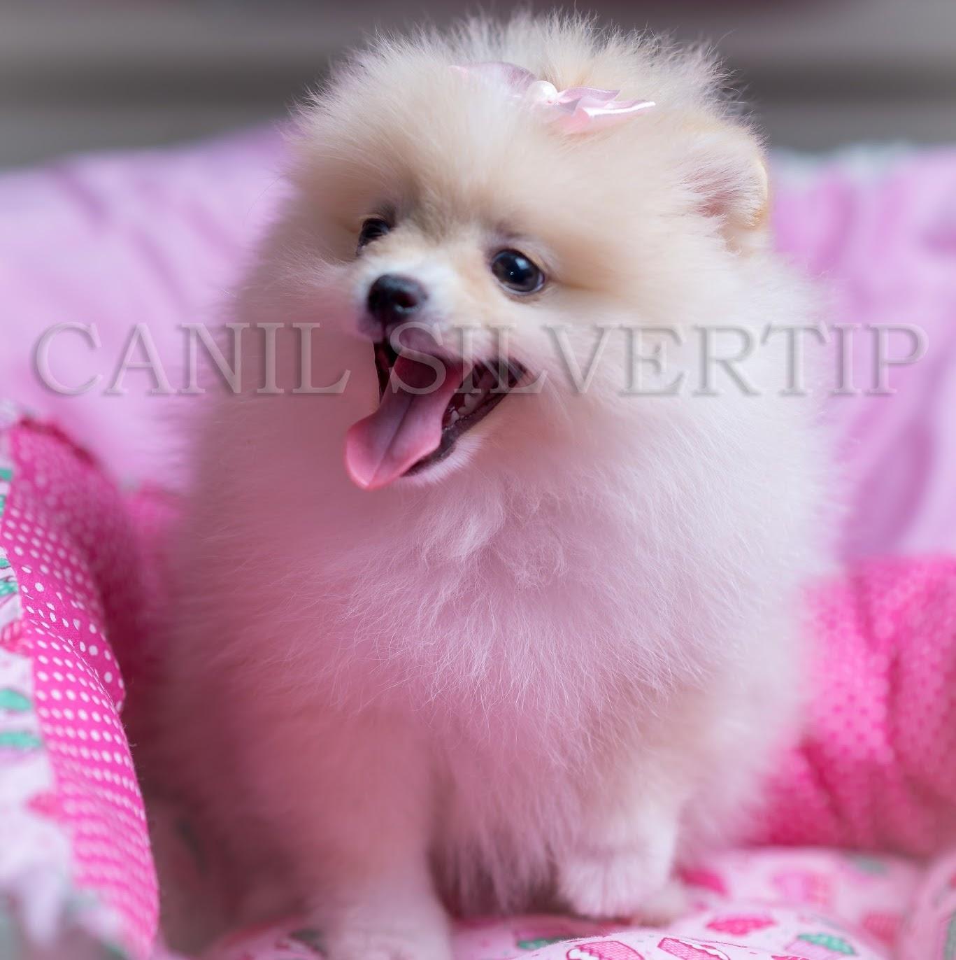 Pet Shop & Canil Silvertip venda de filhotes Piracicaba