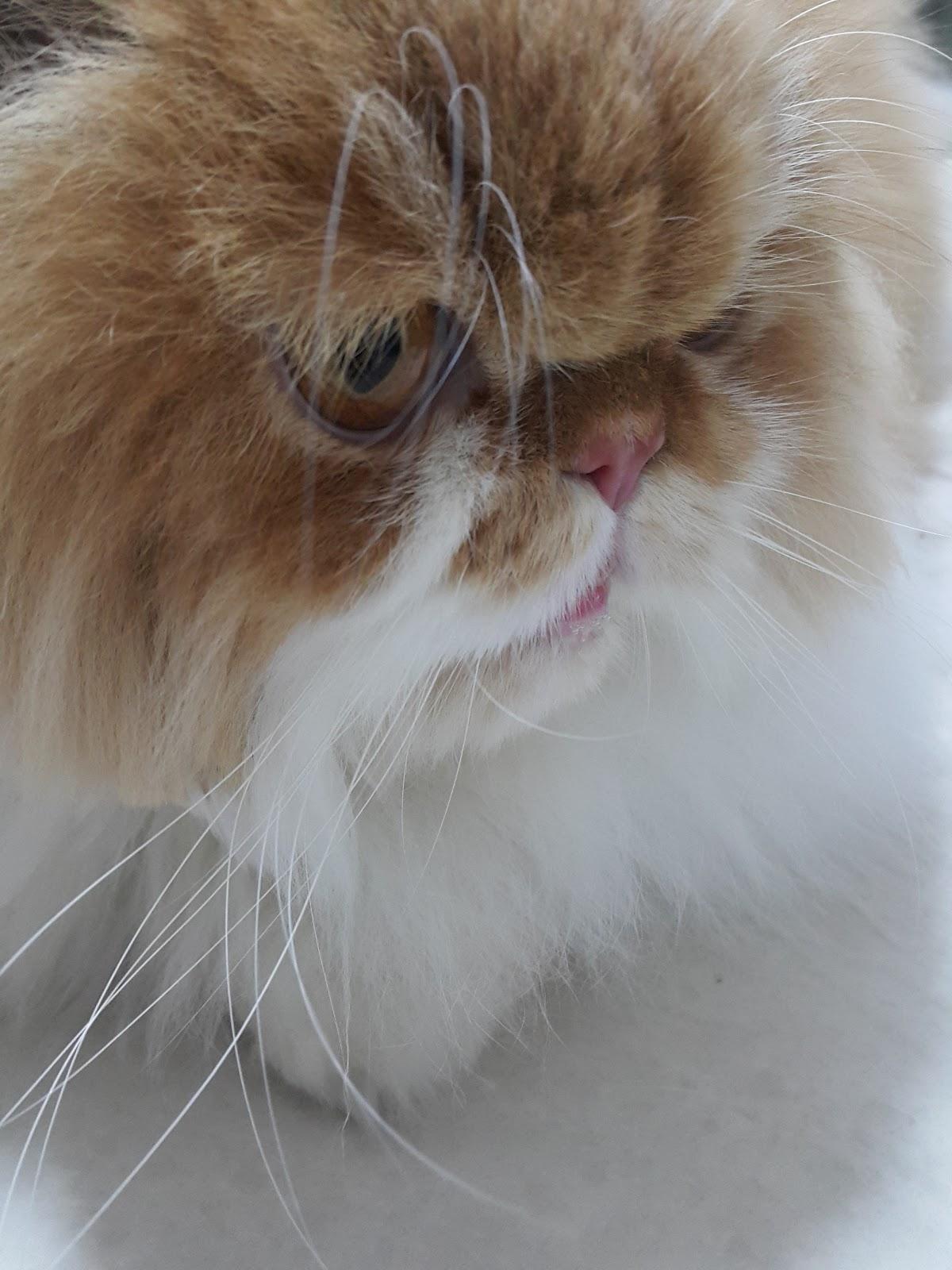 Mônica Banho e Tosa