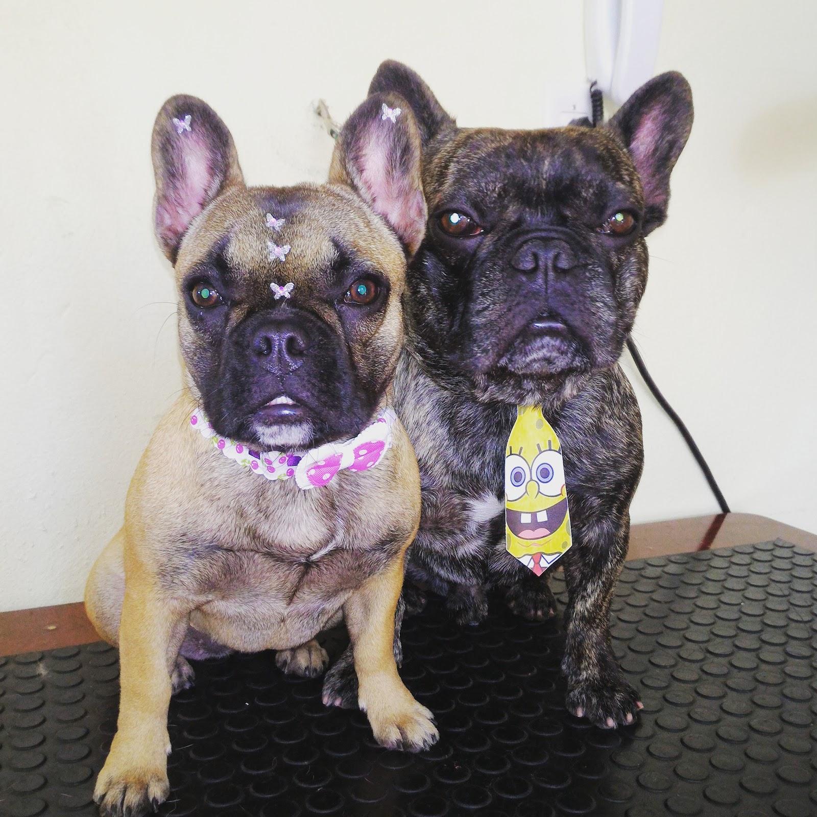 Monicão hotel creche banho e tosa.