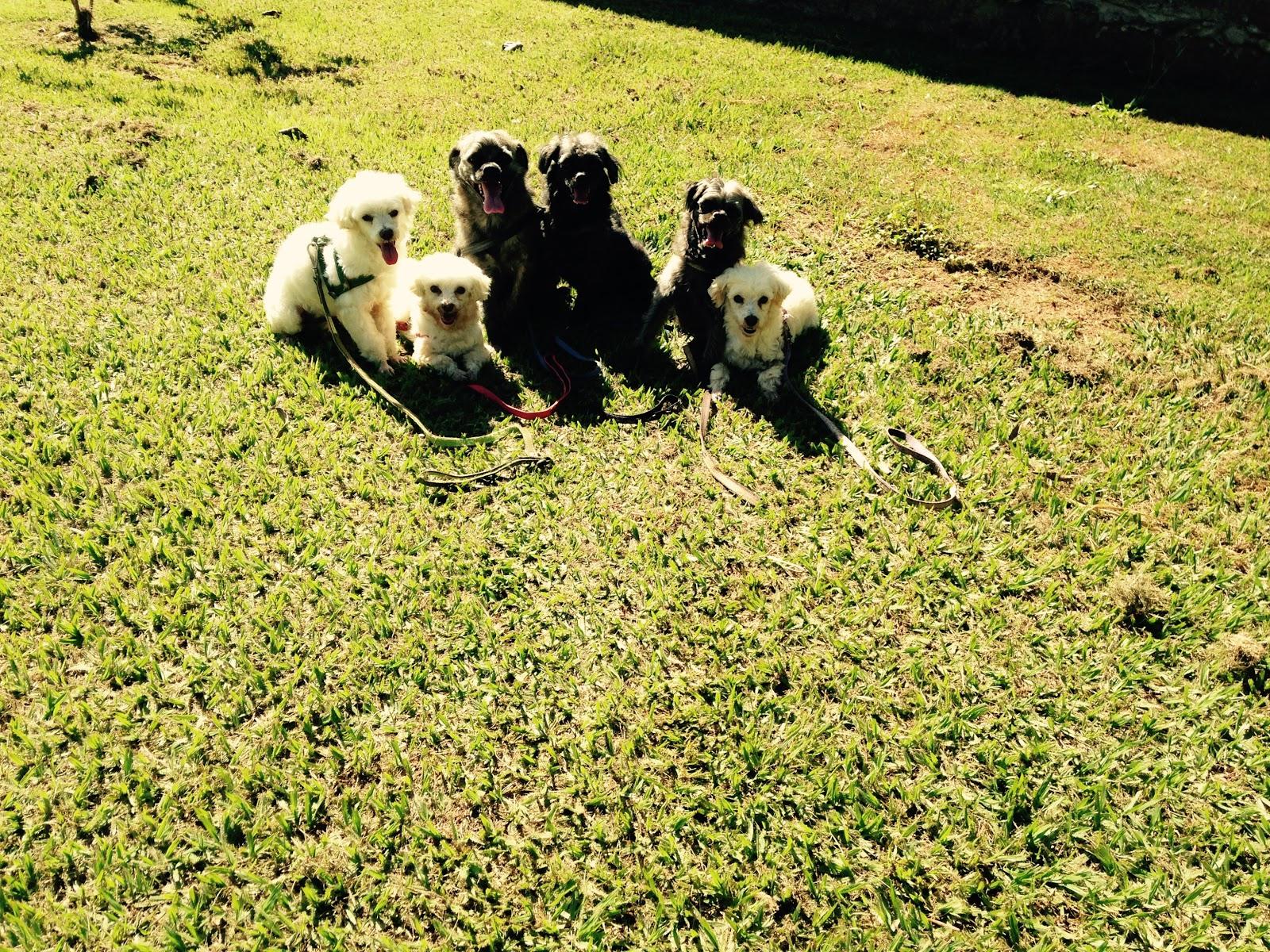 Alex DOG WALKER PIRACICABA