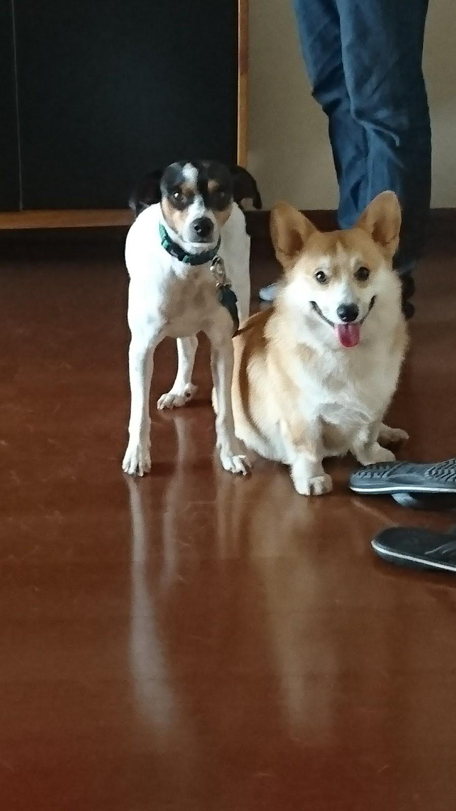 Clínica Veterinária A Arca de Noé