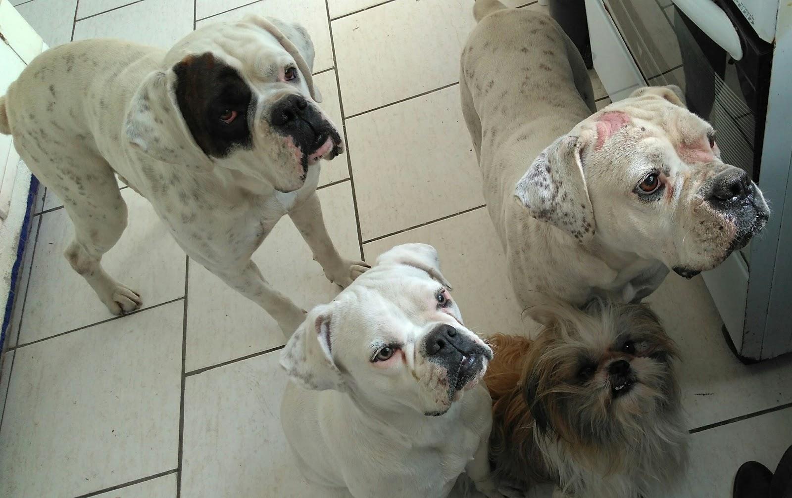 Clínica Veterinária "Animal"