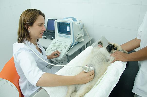 Zoomédica Veterinary Hospital