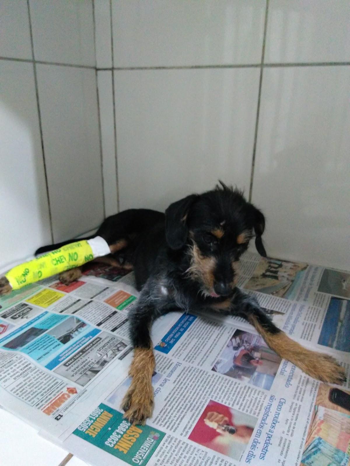 Super Bichos - Foto 3
