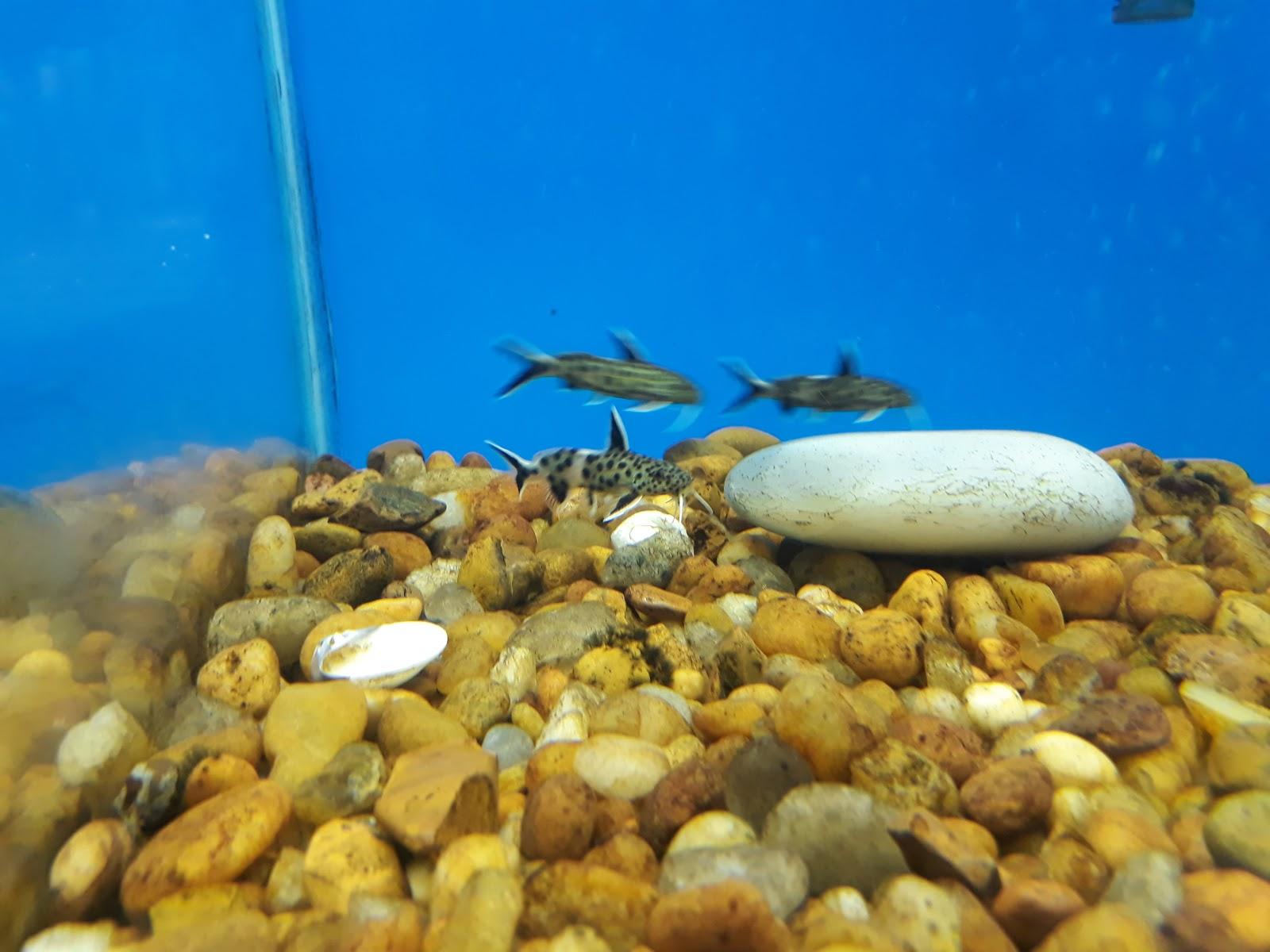 Pantanal Produtos Veterinários