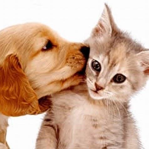 Pet Premium Pet Shop