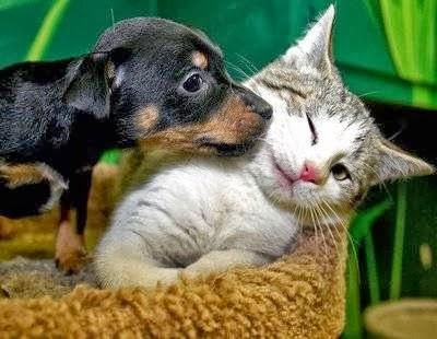 Pet Magia Pet Shop e Clinica Veterinária