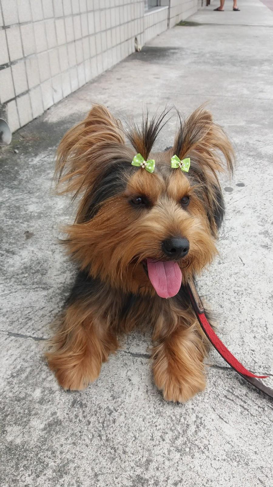 Pituka - Foto 2