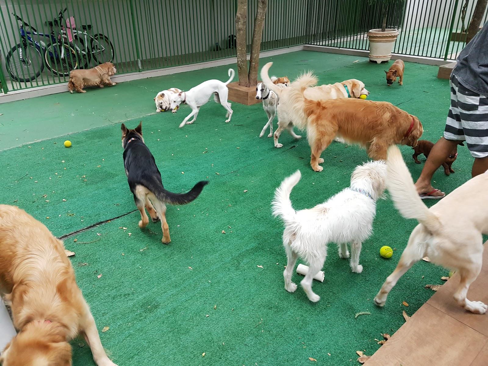 Pet Park - Foto 4