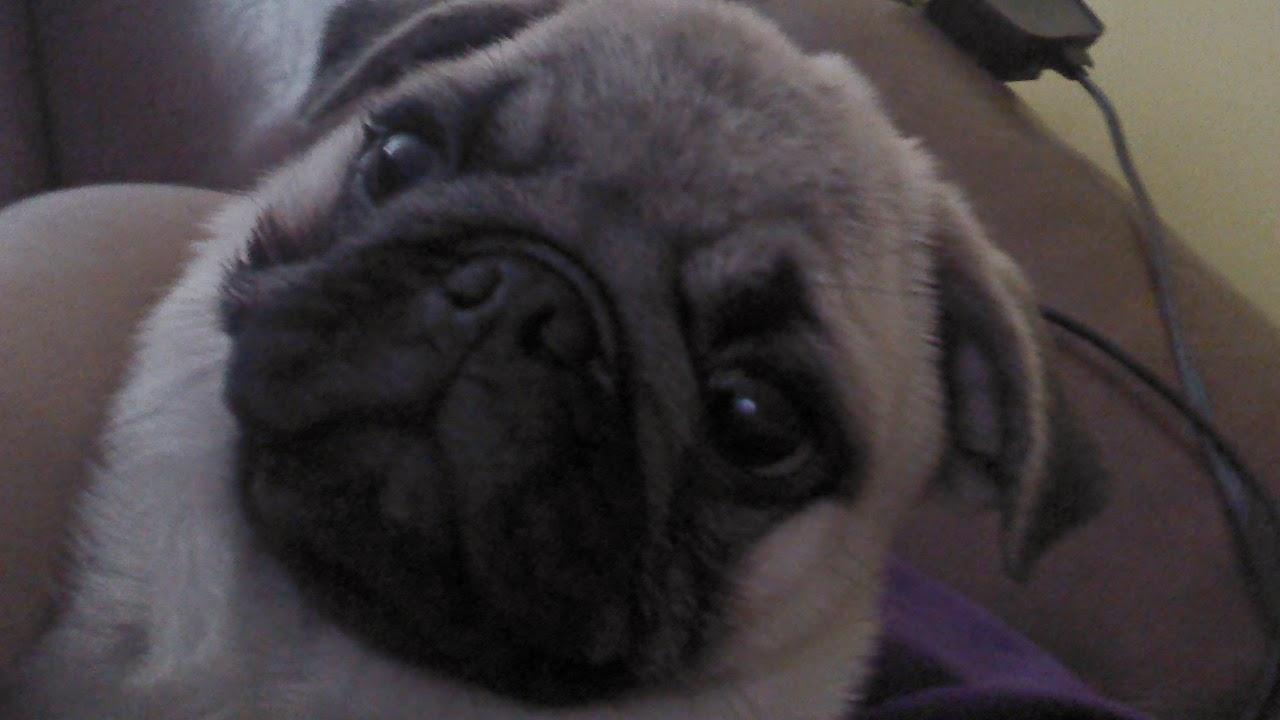 Pet da Mel - Foto 4