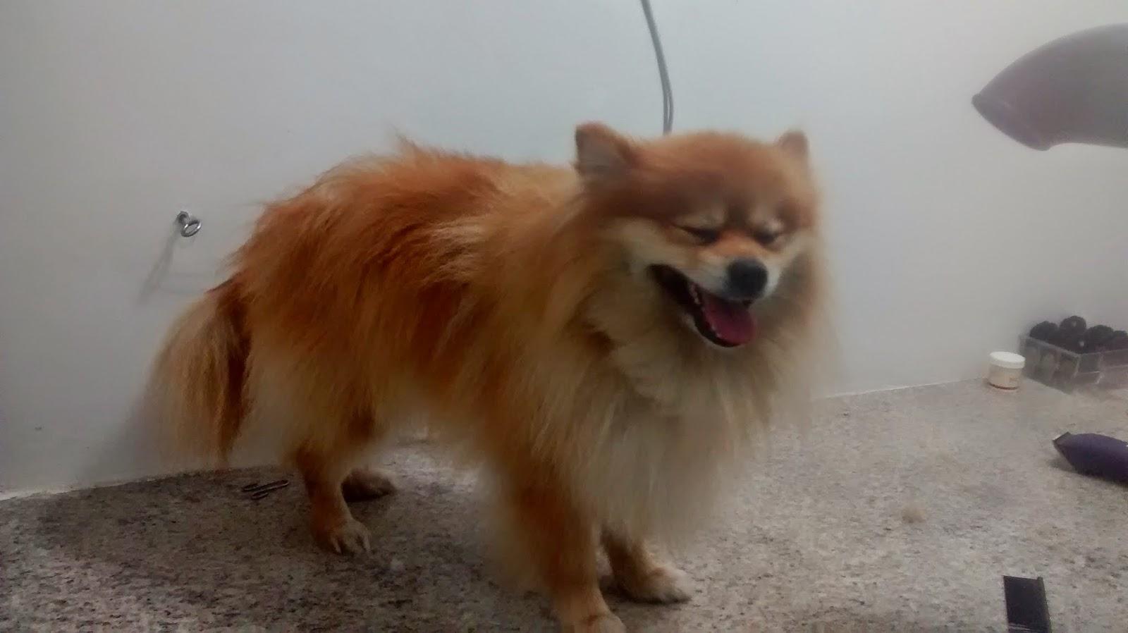 Pet da Mel - Foto 2