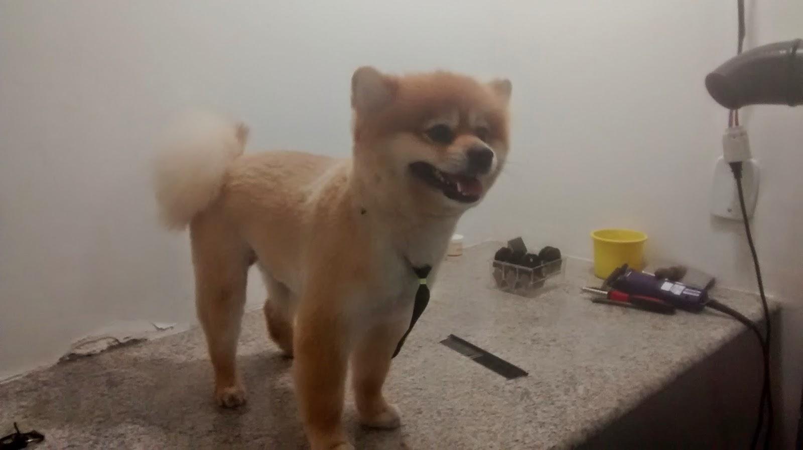 Pet da Mel - Foto 3