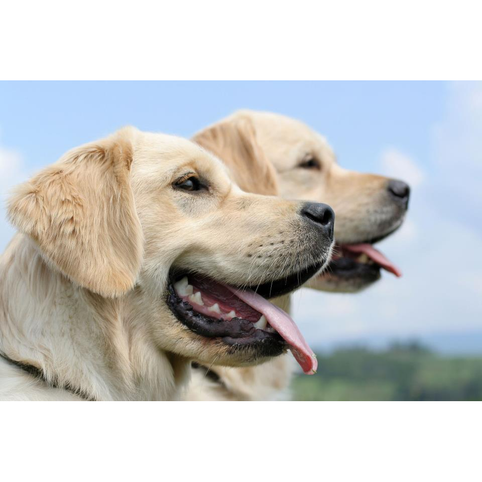 Clini-Pet São Francisco