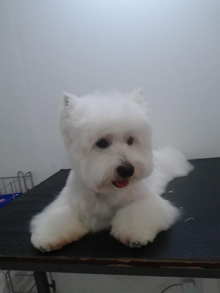 Paws and Roots - Foto 2