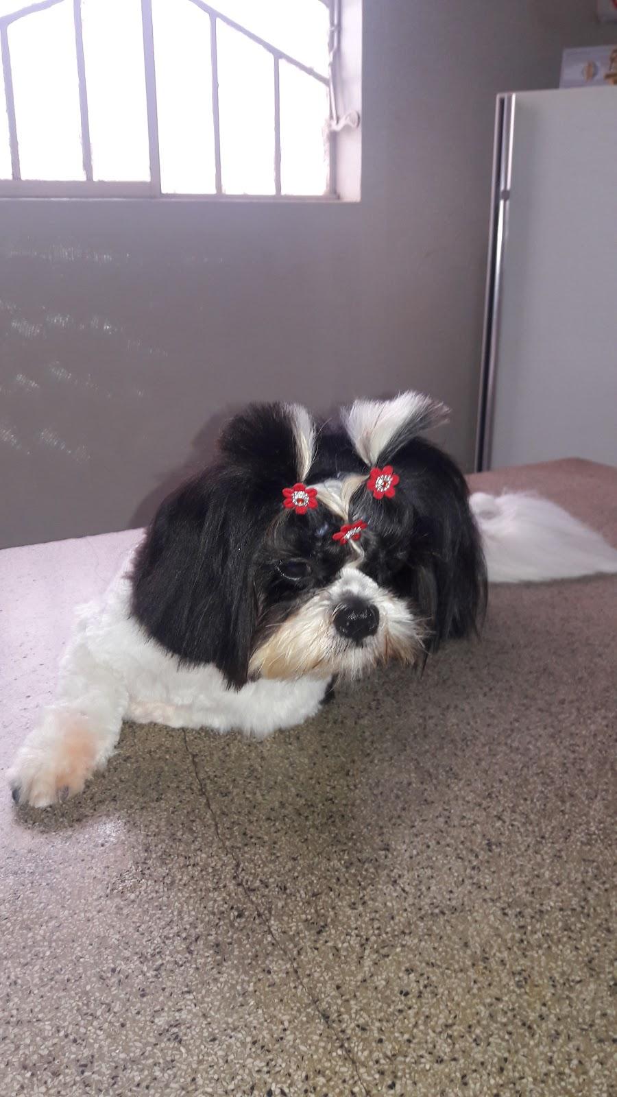 Clinica Veterinária Dr. Machado