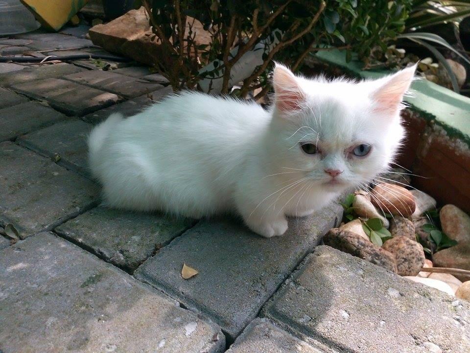 Cantinho do Gato & Gatil Ekster Hejmo