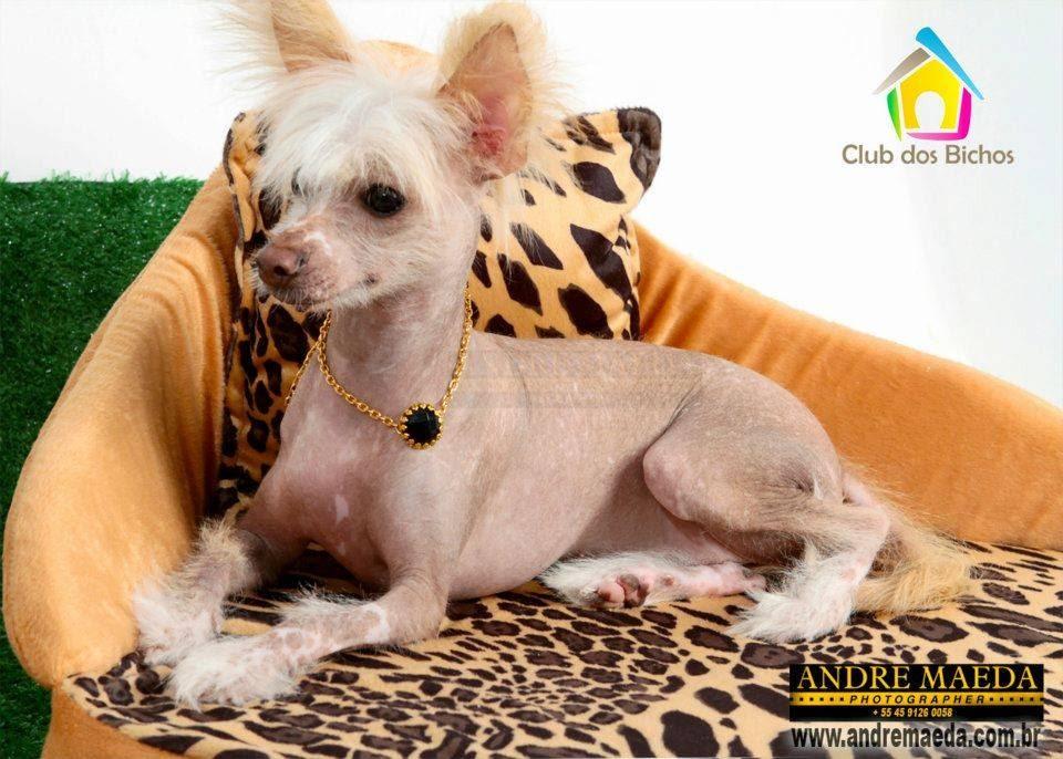 Club dos Bichos - Foto 5