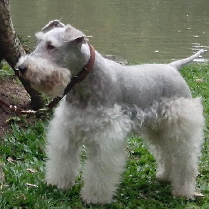 Vira Latas Veterinary Dr.. Leticia Renck