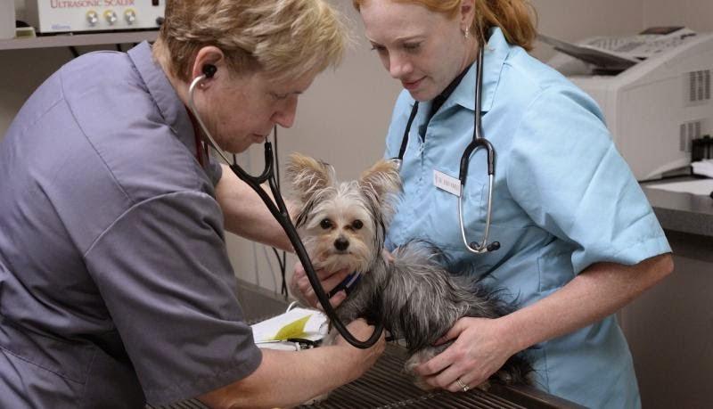 Nutley Animal Hospital - Foto 4