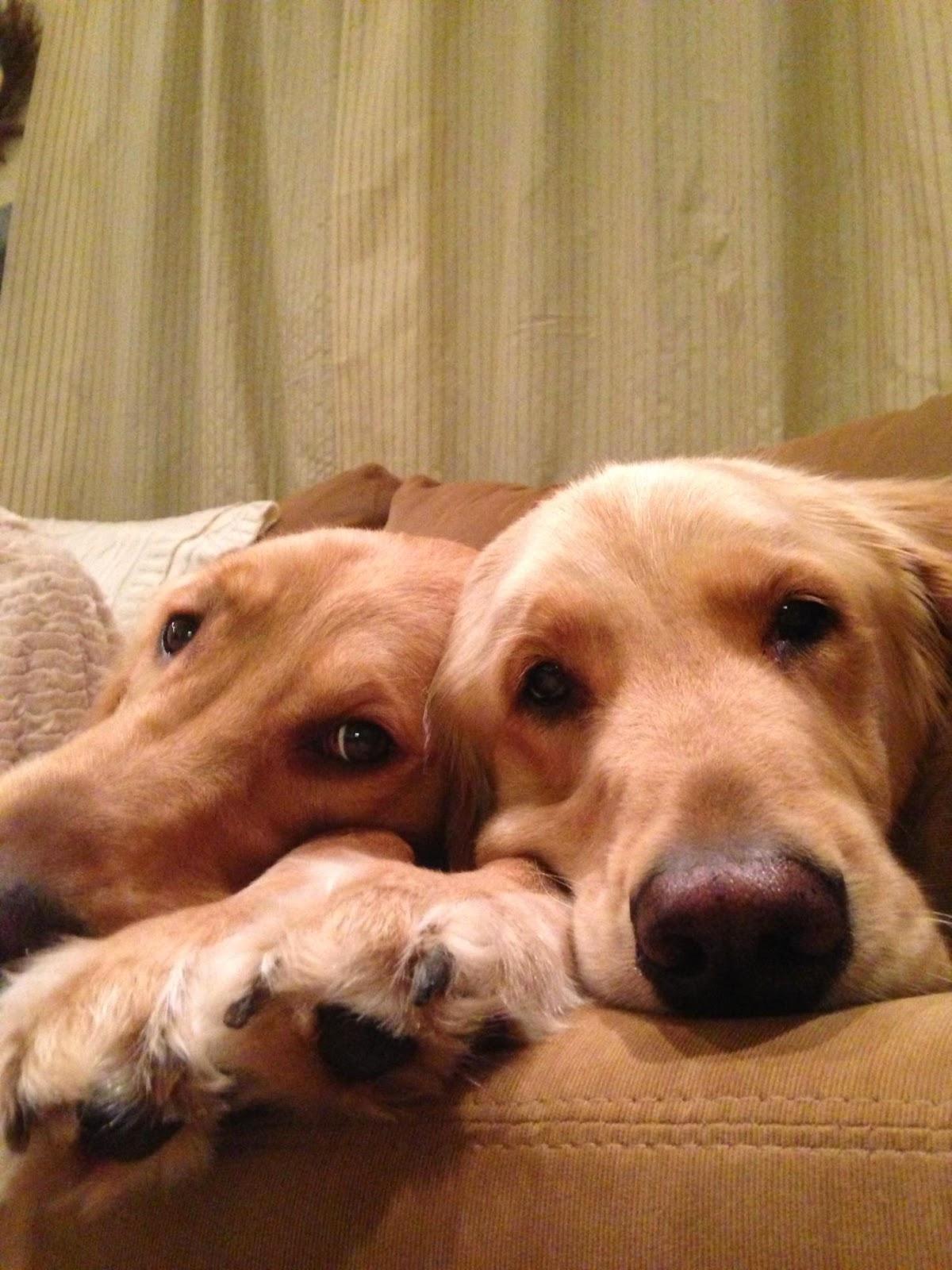 Nutley Animal Hospital - Foto 2