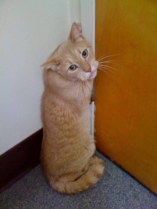 Nutley Animal Hospital - Foto 3