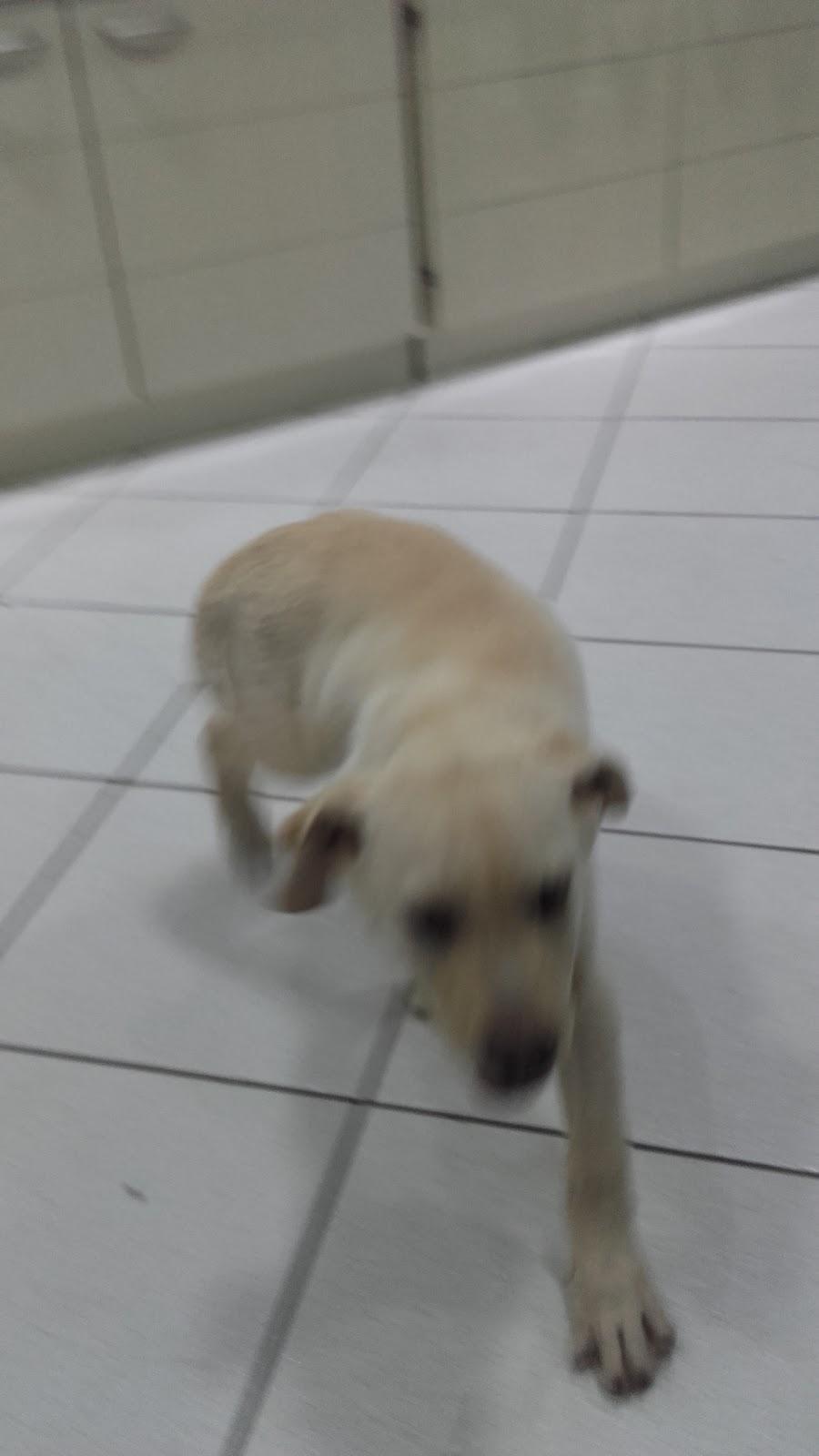 Clinica Veterinária Ponto Vet 24 Horas