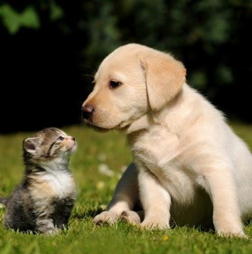 Prime Pet Shop - Foto 4